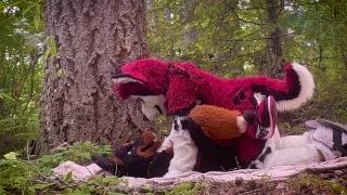 The Dog Days of Summer