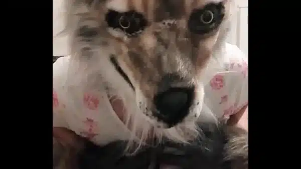 Wolf pee wearing her clothes